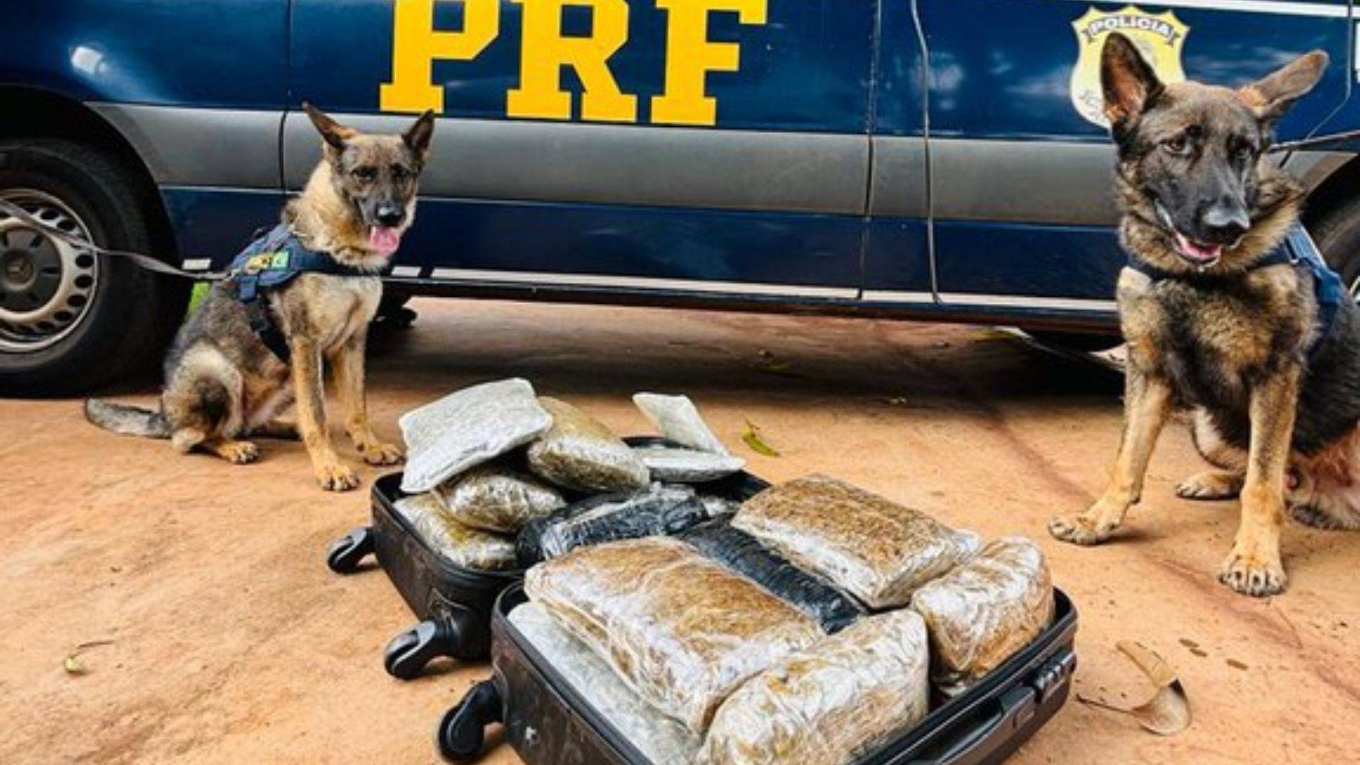 Cães da PRF encontram 15 kg de supermaconha em ônibus de viagem com destino a Campo Grande