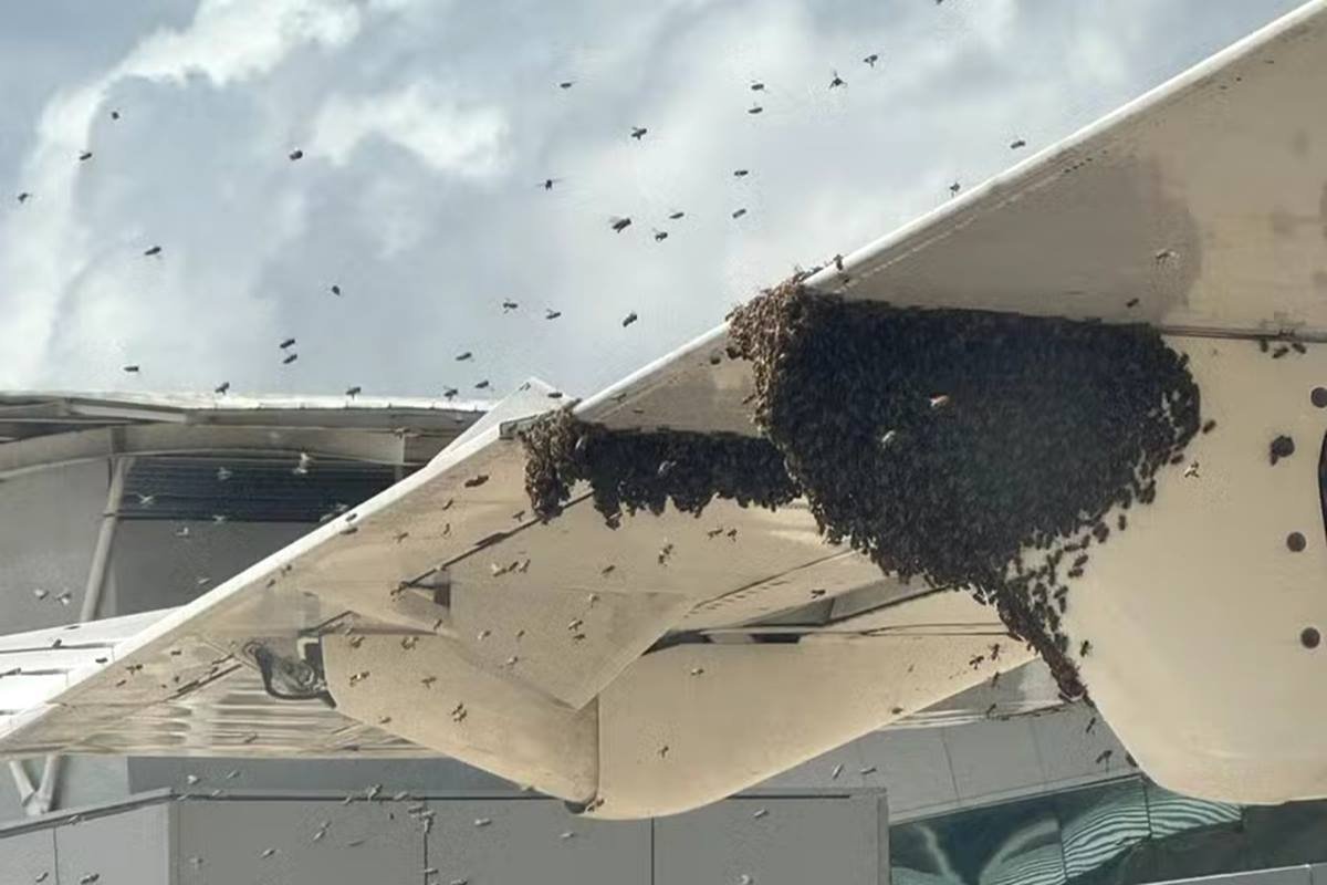 Avião é tomado por “nuvem de abelhas” e atrasa desembarque em Natal