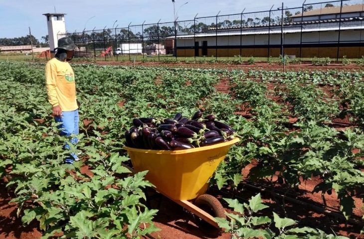 Para aprimorar o plantio, reeducandos que atuam na ‘Horta da Esperança’ recebem instruções do Senar