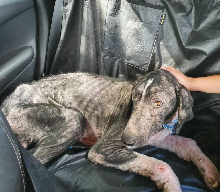 Projeto obriga veículo de aplicativo a transportar passageiro com animal de estimação