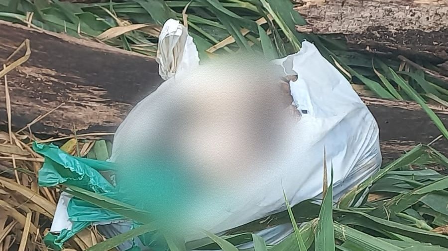 Homem é preso por matar cachorro a pauladas