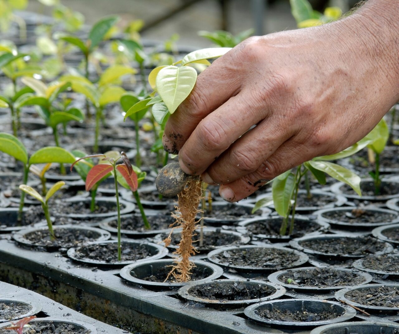 Sustentabilidade na indústria madeireira: rumo a práticas responsáveis