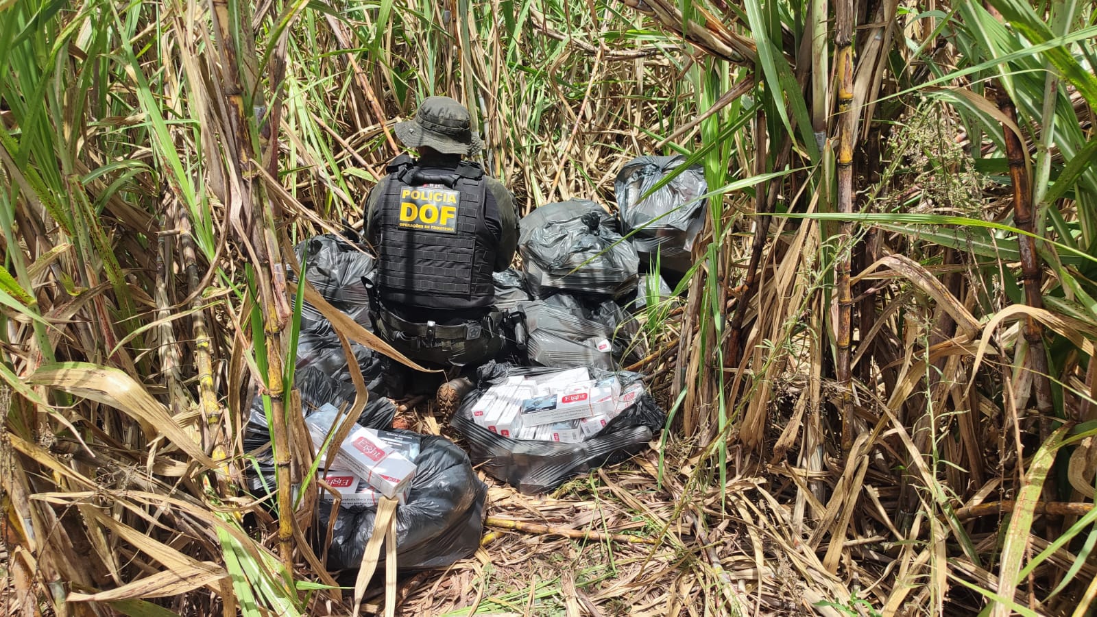 DOF apreende cigarro abandonado em meio a plantação de cana-de-açúcar