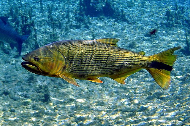 Dourado: conheça peixe predador e que pula fora d’água de MS