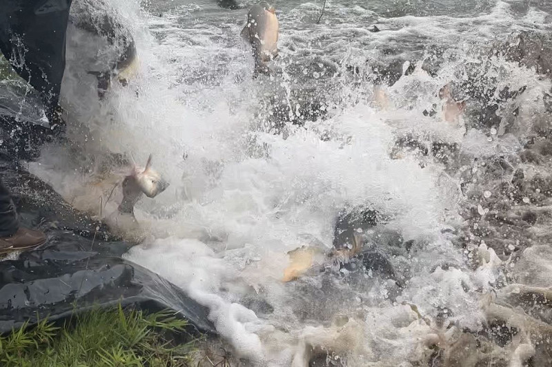 Parques Antenor Martins e Rego D’Água recebem 3,5 toneladas de peixes