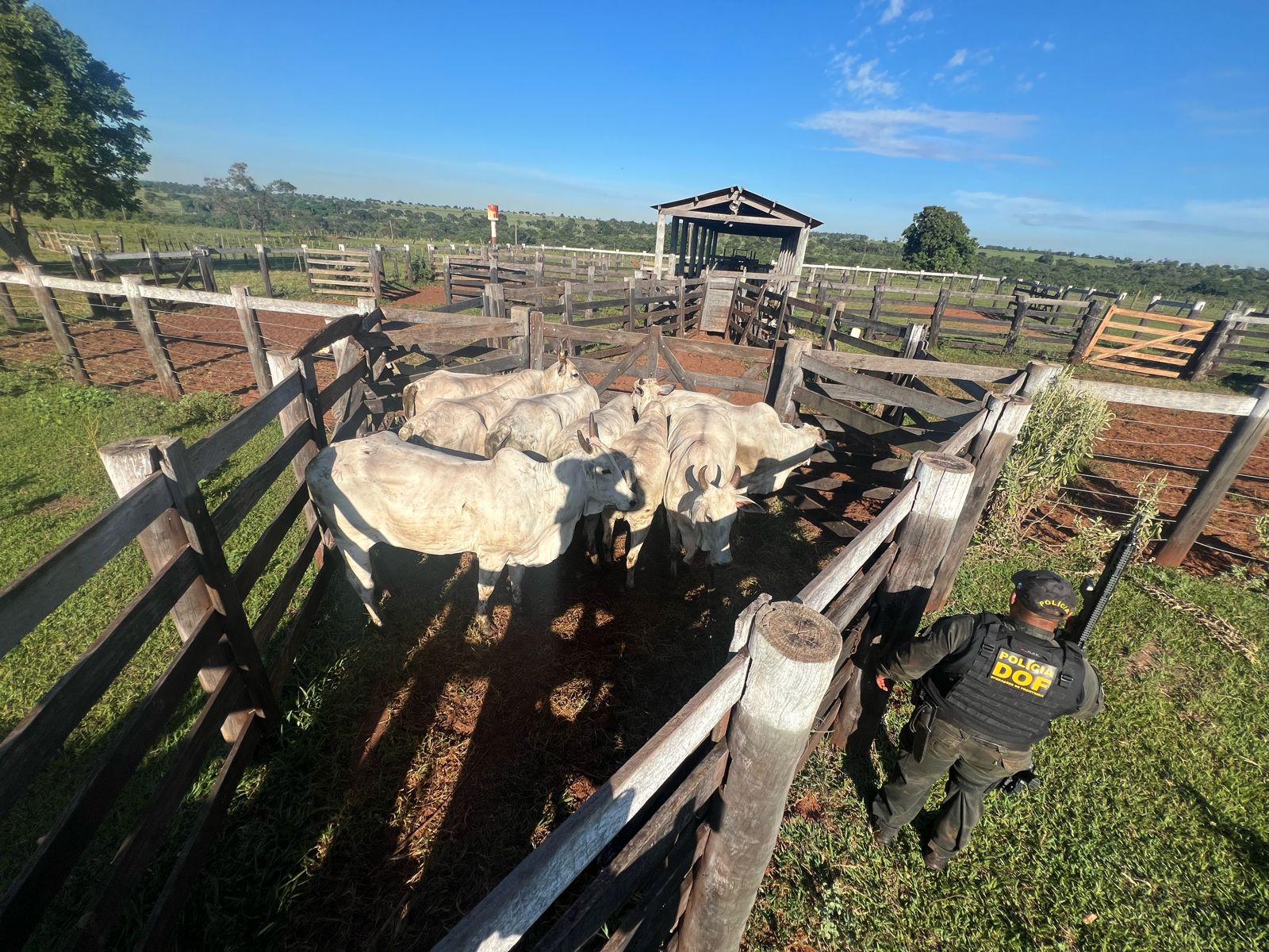 Polícia prende grupo envolvido no furto de vacas em Nova Andradina