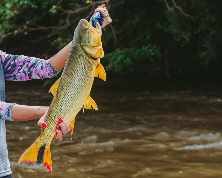 Sancionada lei que proíbe pesca do Dourado até 2025