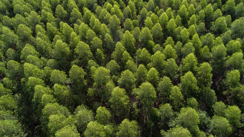 Arauco abre 150 vagas abertas para Operação Florestal em MS