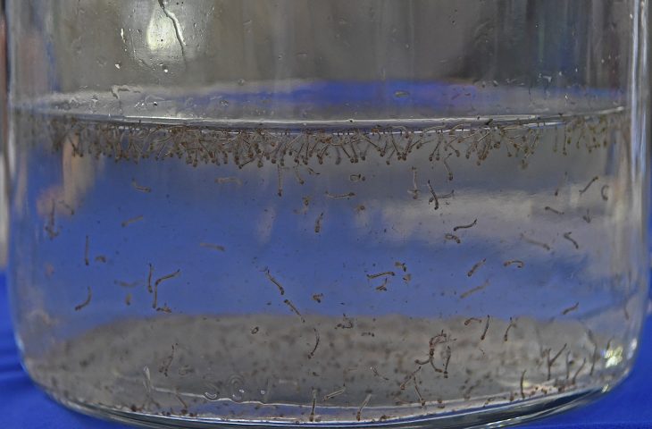 Dia D de conscientização contra o mosquito da dengue será nesta quarta nas escolas estaduais