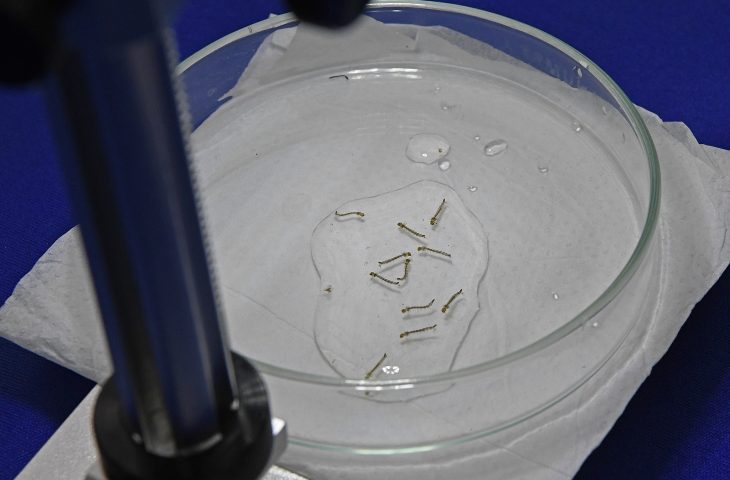 MS chega a 12 mortes por dengue e outros 11 estão em investigação