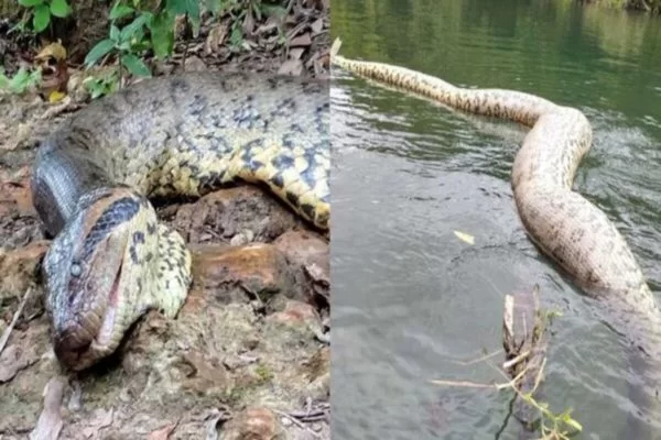 Perícia aponta que sucuri famosa de Bonito morreu de causas naturais
