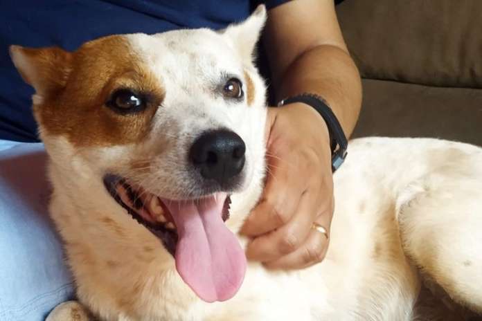 Prefeitura de Dourados e CCZ concluem segunda-feira a 1ª fase do Programa Municipal de Castração