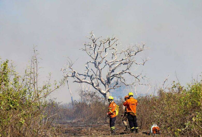 Incêndios já atingiram 566 mil hectares no Pantanal e 94 infrações foram emitidas