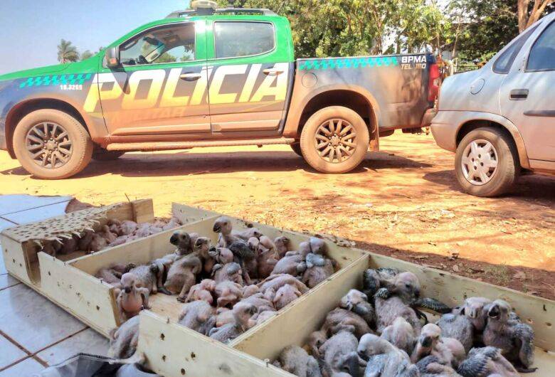 Operação contra o tráfico de animais silvestres em MS começa neste sábado