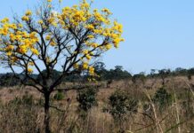Desmatamento do Cerrado emitiu 135 milhões de toneladas de CO₂