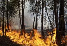 Fogo destrói o equivalente a 16,3 milhões de campos de futebol em 2024