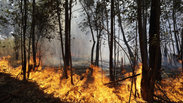 Fogo destrói o equivalente a 16,3 milhões de campos de futebol em 2024_66ef7ae5de7a6.jpeg