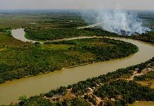 Governador de MT autoriza pecuária em área protegida do pantanal