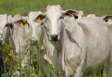 Mato Grosso inclui “boi bombeiro” em projeto sobre áreas de proteção