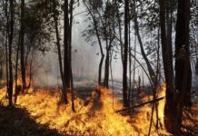 PGR aciona STF contra lei de Goiás que instituiu crime de incêndio