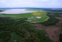 PV vai ao STF contra lei que autoriza pecuária em área de preservação