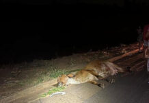 Vacas na pista provocam acidente na BR-463