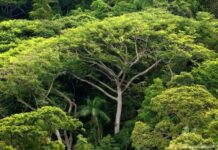 Desmatamento na Mata Atlântica cai 55% no 1º semestre de 2024