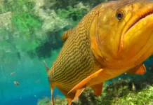Durante reunião, Alems cobra andamento de estudo que pode liberar a pesca do dourado em MS