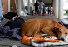 Projeto cria fundo nacional de proteção e bem-estar animal