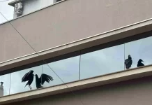 Casal de urubus passa ‘temporada’ no centro de Dourados e se encanta com vidraças espelhadas