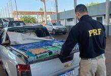 Traficante com mais de uma tonelada de maconha em veículo morre em confronto com a PRF