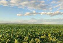 Área plantada de soja em Mato Grosso do Sul alcançou 99,4%