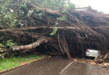 Seringueira cai e atinge veículos em Dourados