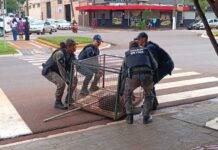 Capivara é capturada após correria na Avenida Marcelino Pires