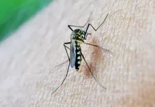 Dengue: sorotipo 3 volta a circular no país e preocupa autoridades