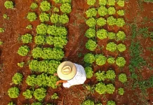 Governo divulga resultado do Programa de Residência Agrária que integra recém-formados à agricultura familiar