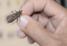 Antiparasitários podem ajudar a tratar doença de Chagas, diz estudo