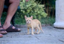 Atividades com pets melhoram a saúde cardiovascular, diz estudo