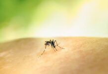 Conheça os principais sintomas da dengue e os critérios para alta