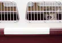 Projeto estabelece rastreamento em tempo real para transporte de pets