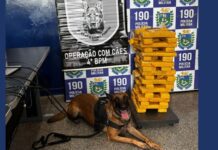 Com ajuda de farejador, polícia apreende 34kg de maconha com destino ao Ceará