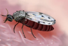 Brasil registra 3.680 casos de febre de Oropouche em janeiro de 2025