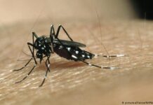 Método identifica infecção prévia por zika e sorotipos da dengue