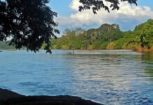 Minas planta 2 milhões de mudas para reflorestar Mata Atlântica