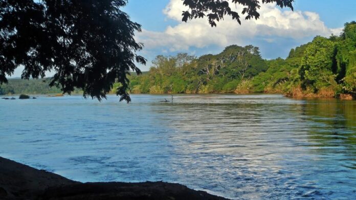 Minas planta 2 milhões de mudas para reflorestar Mata Atlântica_67a4015009436.jpeg