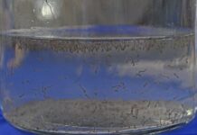 Com mais de 800 casos confirmados, dengue tem duas mortes em investigação em MS