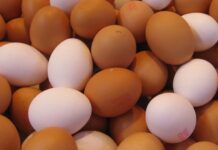 Ovos terão carimbos individuais de validade a partir de março