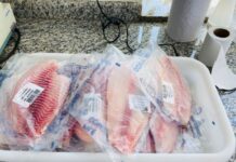 Pesquisa cria selo de denominação de origem para filé de tilápia