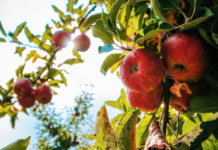 Safra de maçã 2024/2025 deve crescer 10% no Brasil