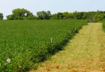 Sistema de sensoriamento mapeia uso de plástico na agricultura
